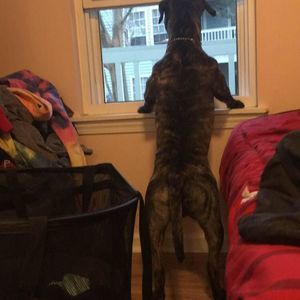 Meet your Posher, Shelby